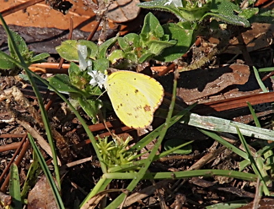 [The yellow butterfly is perched on a small white flower. The butterly has one large brown spot and numerous small brown spots mostly concentrated near the large one. It has short brown stripe marks along the edges of the wings.]